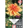 ERNEST TURC Dahlia décoratif Les sables d'Olonne orange strié rouge - 1 bulbe