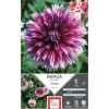 Online ERNEST TURC Dahlia dentelle Nabuko violet pointe blanc - 1 bulbe
