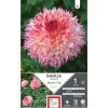 Best ERNEST TURC Dahlia fleurs géantes rose Myrtle’s folly - 1 bulbe