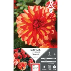 Best ERNEST TURC Dahlia nain double Clémenvilla orange - 1 bulbe