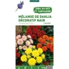 Sale BOTANIC® Dahlias nains multicolores en mélange - 5 tubercules