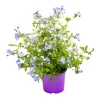 Sale Dentelaire du Cap ou Plumbago bleu. Le pot de 3 litres