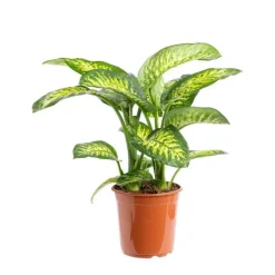 Discount Dieffenbachia Tropic Snow pot Ø24xH100 cm