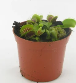 Sale Dionea Muscipula