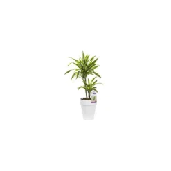 Clearance BOTANIC® Dracaean lemon lime. Le pot de 21 cm