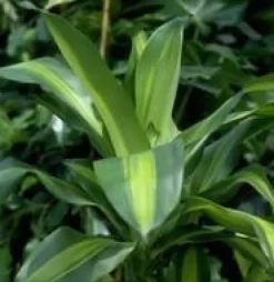 Hot Dracaena Fragrans Massangeana 3 PP pot Ø24xH135 cm