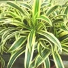 Dracaena Lemon Lime en pot H 110 x Ø 20 cm