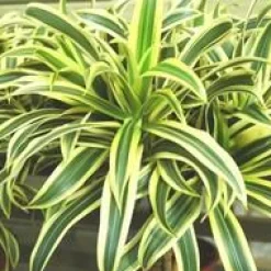 Dracaena Lemon Lime en pot H 110 x Ø 20 cm