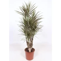 Dracaena Marginata