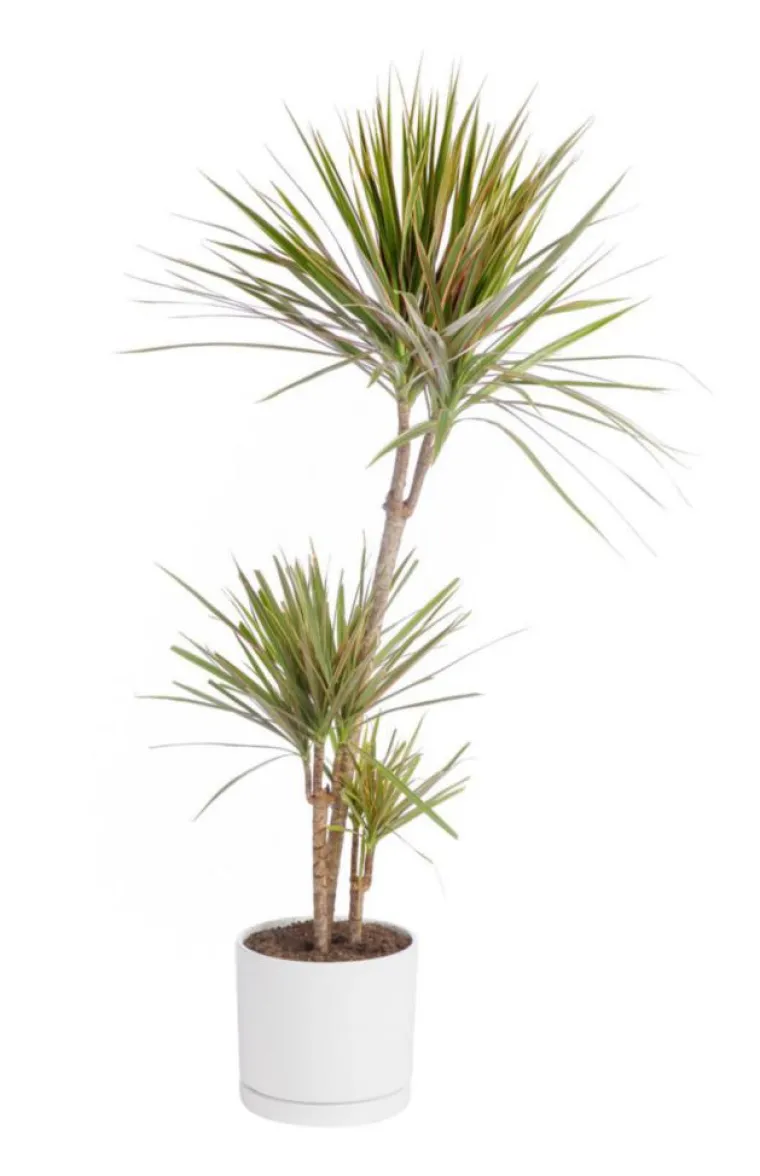 Online BOTANIC® Dracaena marginata 'Bicolor' 3 pieds vert en pot blanc émaillé . Le pot Ø 24 cm