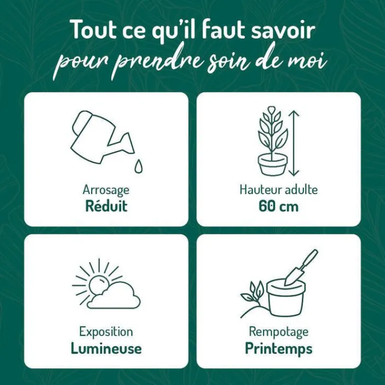 Online BOTANIC® Dracaena marginata 'Bicolor' 3 pieds vert en pot blanc émaillé . Le pot Ø 24 cm