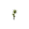 Online BOTANIC® Dracaena marginata vert