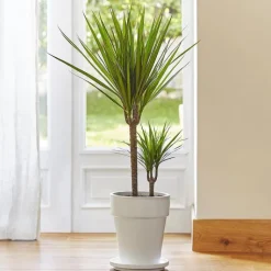 Outlet BOTANIC® Dracaena marginata vert. Le pot de 21 cm