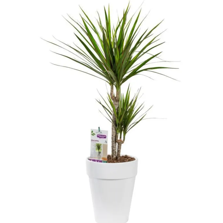 Outlet BOTANIC® Dracaena marginata vert. Le pot de 21 cm