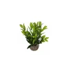 Outlet LABEO Dracaena vert en plastique 13 cm
