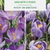 Outlet BOTANIC® Duo crocus en mélange coloris violet - 10 bulbes