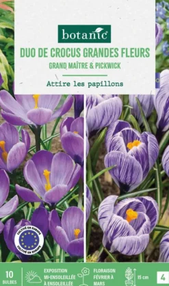 Outlet BOTANIC® Duo crocus en mélange coloris violet - 10 bulbes