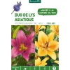 Hot BOTANIC® Duo de Lys Asiatique Pourpre/Saumon violet/orange - 3 bulbes