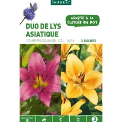 Hot BOTANIC® Duo de Lys Asiatique Pourpre/Saumon violet/orange - 3 bulbes
