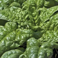 Online BOTANIC® Epinard Bio. La motte de 4x4 cm