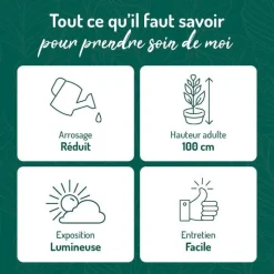 Outlet BOTANIC® Euphorbia hermentiana rubra en pot blanc émaillé H 10 x Ø 15 cm