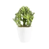 BOTANIC® Euphorbia pseudocactus en pot blanc émaillé H 10 x Ø 15 cm.