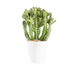 New BOTANIC® Euphorbia pseudocactus en pot blanc émaillé H 10 x Ø 20 cm