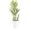 Discount BOTANIC® Euphorbia tirucalli en pot blanc émaillé H 20 x Ø 15 cm.