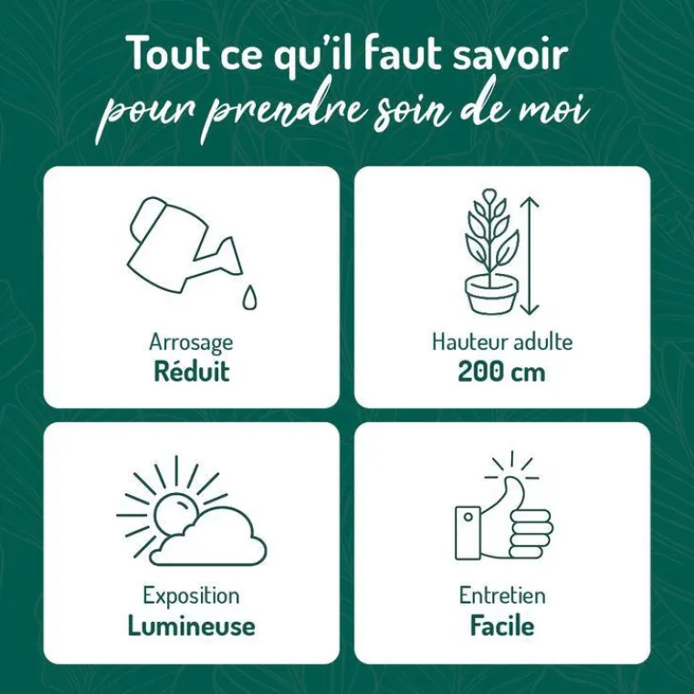 Discount BOTANIC® Euphorbia tirucalli en pot blanc émaillé H 20 x Ø 15 cm.