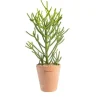 New BOTANIC® Euphorbia tirucalli en pot terre cuite H 20 x Ø 15 cm