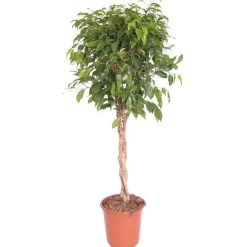 Online FICUS BENJ. BUSHY PRINCE.Le pot diametre 21cm