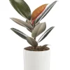 Hot BOTANIC® Ficus elastica Abidjan vert en pot blanc émaillé . Le pot Ø 18 cm