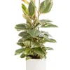 Hot BOTANIC® Ficus elastica Tineke vert 3 pieds en pot blanc émaillé . Le pot Ø 24 cm