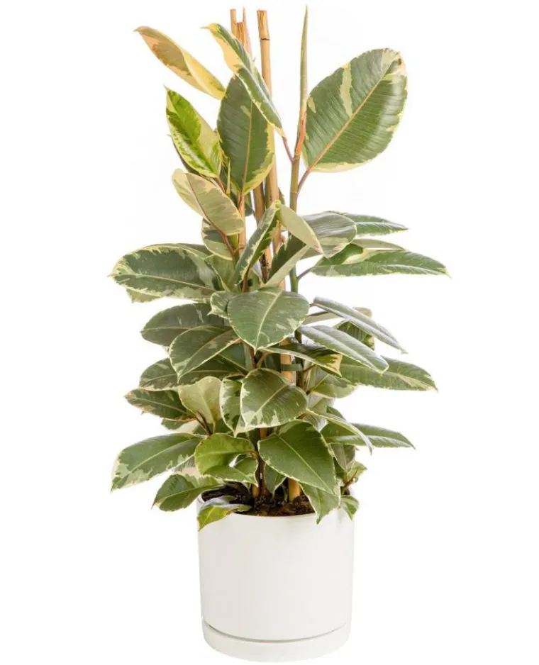 Hot BOTANIC® Ficus elastica Tineke vert 3 pieds en pot blanc émaillé . Le pot Ø 24 cm