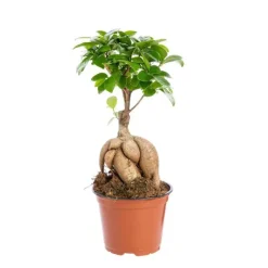 Online Ficus Ginseng pot Ø12xH20 cm