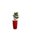 Hot Ficus ginseng S-Type et son pot Rondo premium Ø 32 rouge