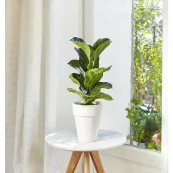 BOTANIC® Ficus lyrata bambino. Le pot de 15 cm