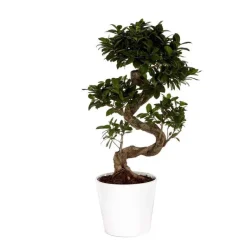 New Ficus Microcarpa Ginseng 70 cm avec cache pot Ø 22 cm