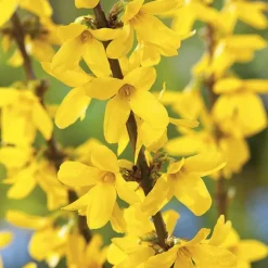 Sale BOTANIC® Forsythia Lynwood jaune. Le pot de 3 litres