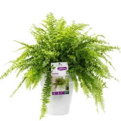 Clearance BOTANIC® Fougère nephrolepis green lady. Le pot de 18 cm