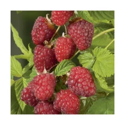 BOTANIC® Framboisier Autumn Happy® Bio. Le pot de 2 litres