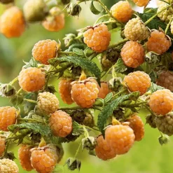 Discount BOTANIC® Framboisier Golden Everest Bio. Le pot de 2 litres