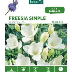 Sale BOTANIC® Freesia Simple blanc - 15 bulbes