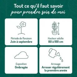 Hot BOTANIC® Fuchsia vivace - Le pot de 9 x 9 cm