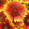 Outlet BOTANIC® Gaillarde rouge jaune - Le pot de 9 x 9 cm