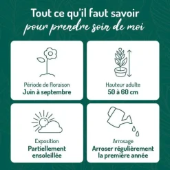 Outlet BOTANIC® Gaillarde rouge jaune - Le pot de 9 x 9 cm