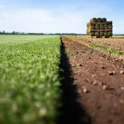 Discount LES GAZONS DE LA HARDT Gazon naturel résistant à la sécheresse en rouleaux - prix au m² pour une surface achetée totale de 151 à 300 m²