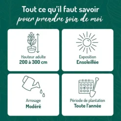 BOTANIC® Genêt d’Espagne jaune. Le pot de 3 litres