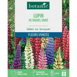 Clearance BOTANIC® Graines de fleurs de Lupin de Russel varié