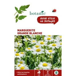 Online BOTANIC® Graines de grande marguerite blanche - graines à semer